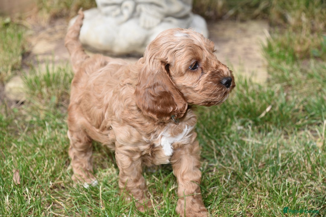 Cockapoo dogs for sale: Show Type Cockapoo Male. - Image 3