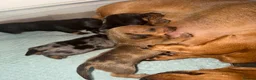 Miniature Dachshund dogs for sale: Miniature dachshund  - Advert 14