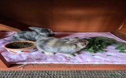 Mini Lop rabbits for sale: Bonded Lops Bunnies  - Image 1