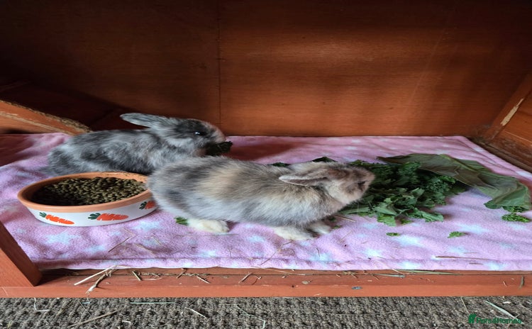 Mini Lop rabbits - Advert 16