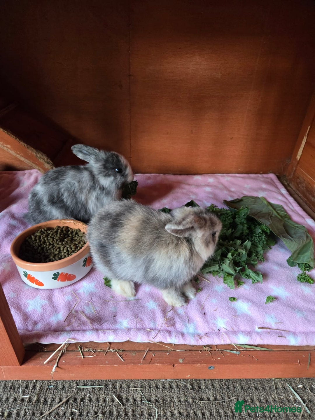 Mini Lop rabbits for sale: Bonded Lops Bunnies  - Image 1