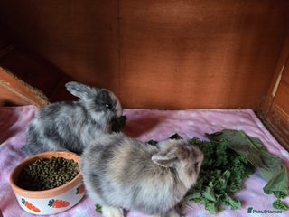 Mini Lop rabbits - Advert 13