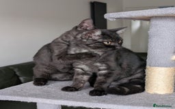 Selkirk Rex cats for sale: 😻 Stunning Selkirk Rex Mix Kittens 😻 - Image 16