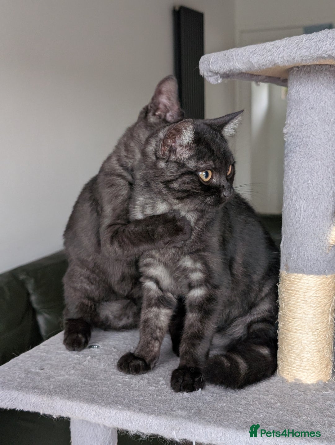 Selkirk Rex cats for sale: 😻 Stunning Selkirk Rex Mix Kittens 😻 - Image 16
