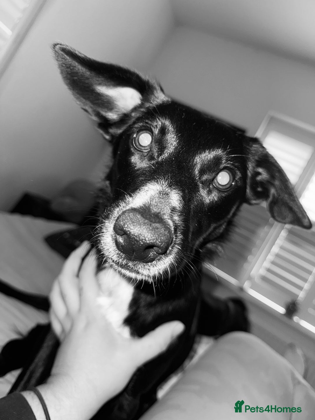 Mixed Breed dogs for sale: Collie x Cocker spaniel  - Advert 9