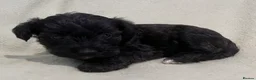 Schnoodle dogs for sale: Schnoodle pups for sale. Ready 11th October.  - Advert 22