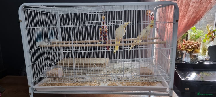 Cockatiels birds - Advert 19