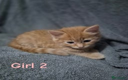 British Longhair cats for sale: Long haired kittens - Image 8
