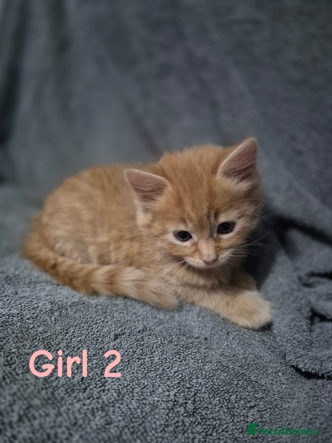 British Longhair cats for sale: Long haired kittens - Image 8