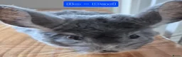 Chinchilla rodents for sale: Male chinchilla + unsexed kits - Advert 2