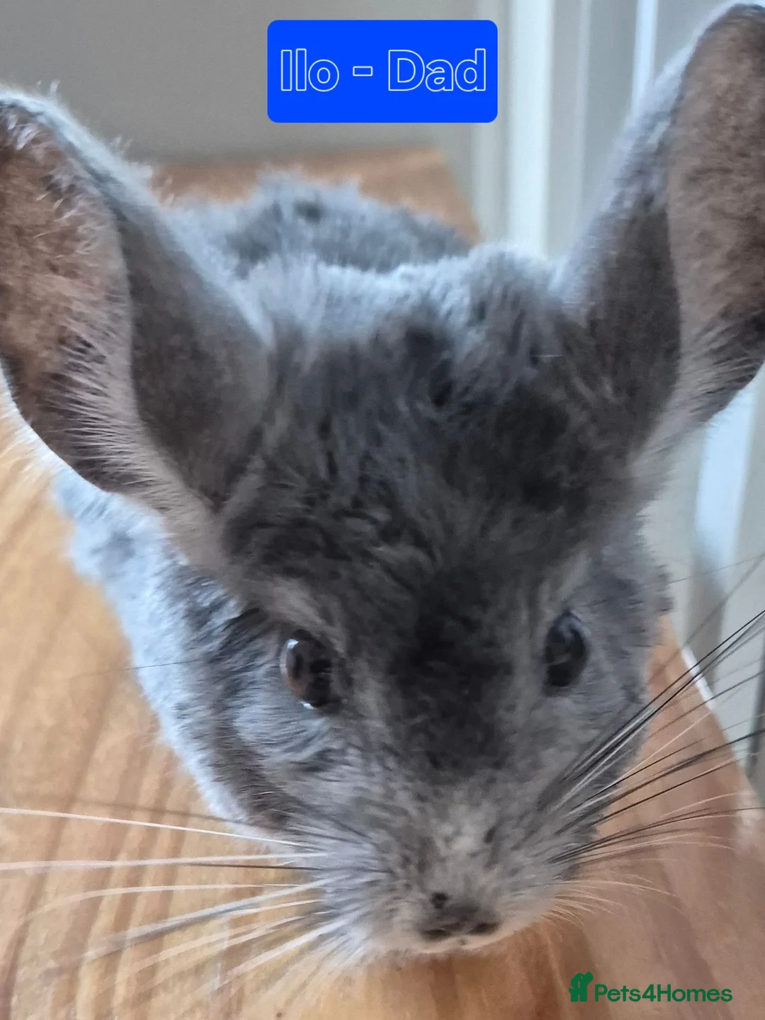 Chinchilla rodents for sale: Male chinchilla + unsexed kits - Advert 2