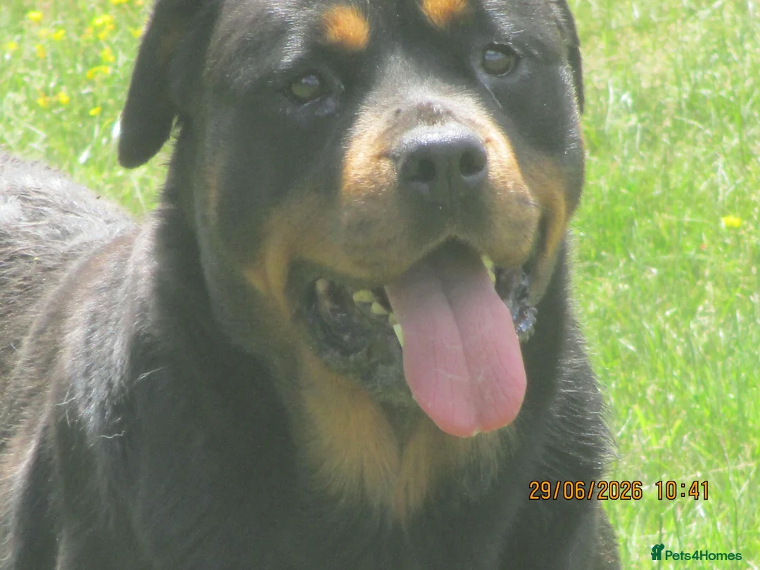 Rottweiler dogs for sale: rottweiler adult bitch - Advert 1