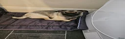 Pug dogs for sale: Loving 10 month female silver fawn pug  - Advert 8