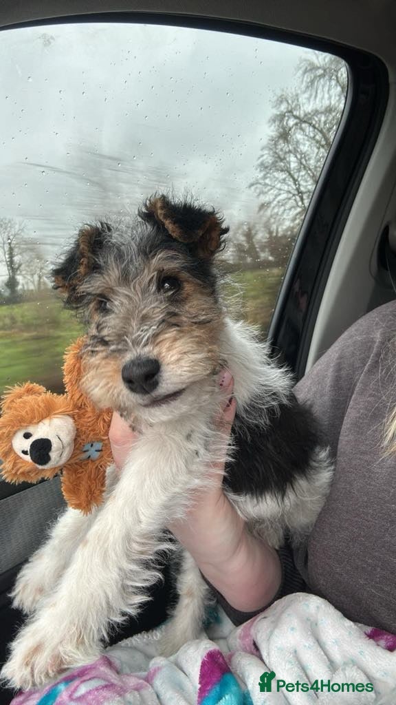Fox Terrier dogs Wire haired fox terrier pups - Advert 1