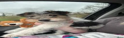 Fox Terrier dogs for sale: Wire haired fox terrier pups - Advert 1