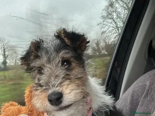 Fox Terrier dogs Wire haired fox terrier pups - Advert 3