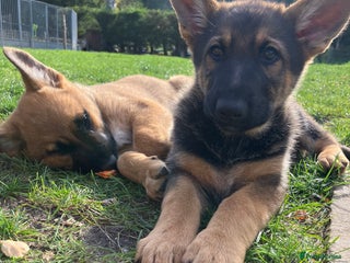 German Shepherd dogs - Advert 4