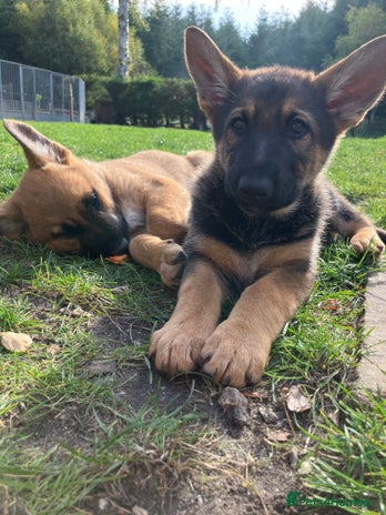 German Shepherd dogs - Advert 1