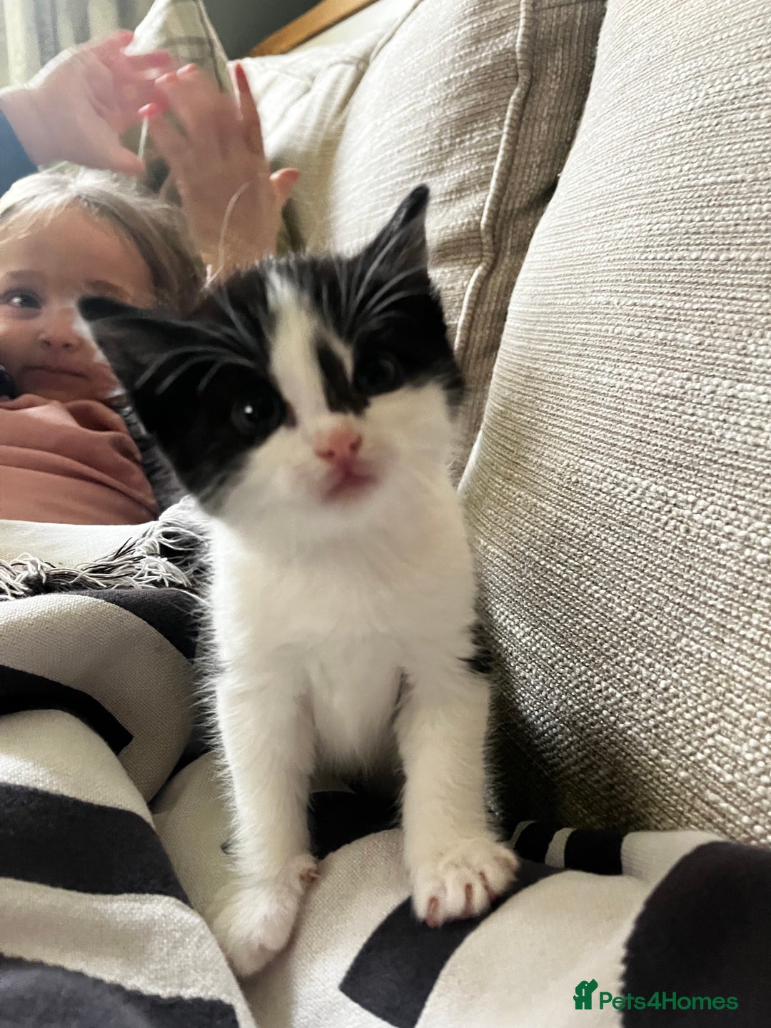 Mixed Breed cats for sale: 2 little kitten  - Advert 1