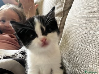 Mixed Breed cats 2 little kitten - Advert 2