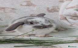 Mini Lop rabbits for sale: Mini lops  - Image 1