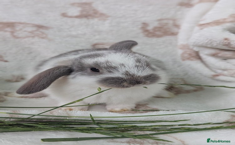Mini Lop rabbits - Advert 11