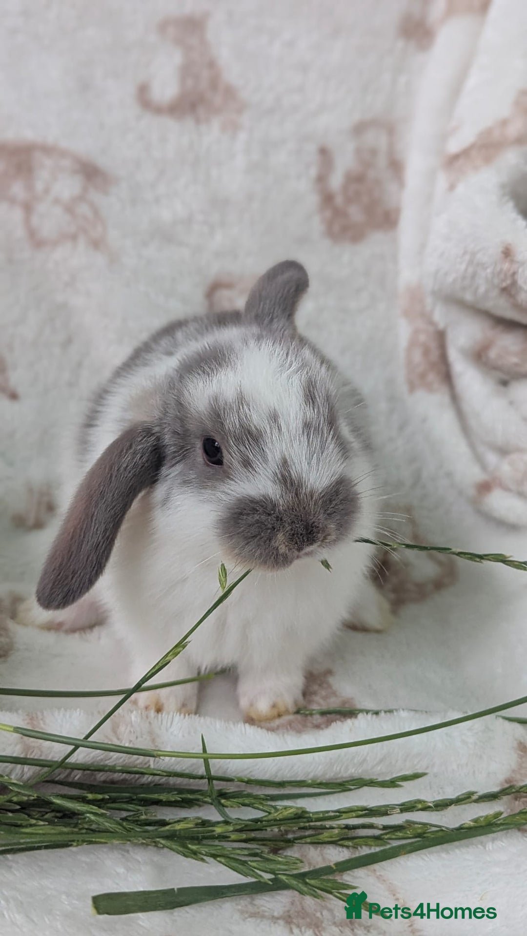 Mini Lop rabbits for sale: Mini lops  - Image 1