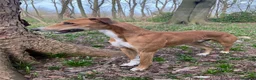 Mixed Breed dogs for stud: Saluki/greyhound. collie/bull greyhound  - Advert 8