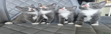 Russian Blue 2