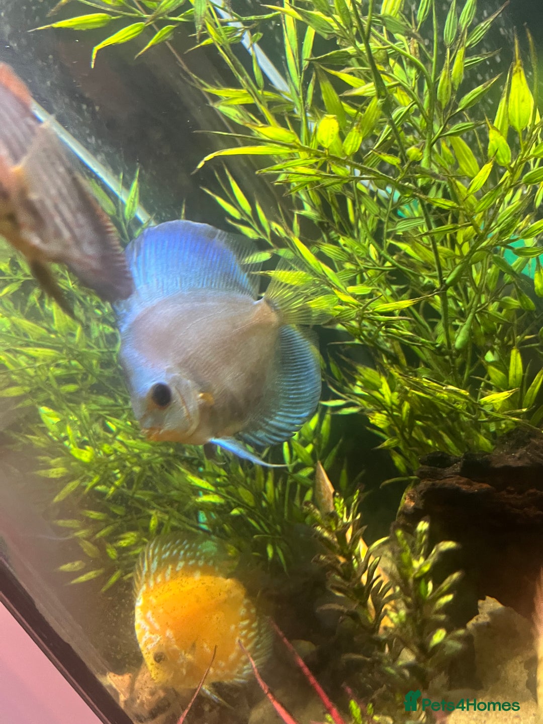 Discus fish for sale: Discus fish for sale - Image 2