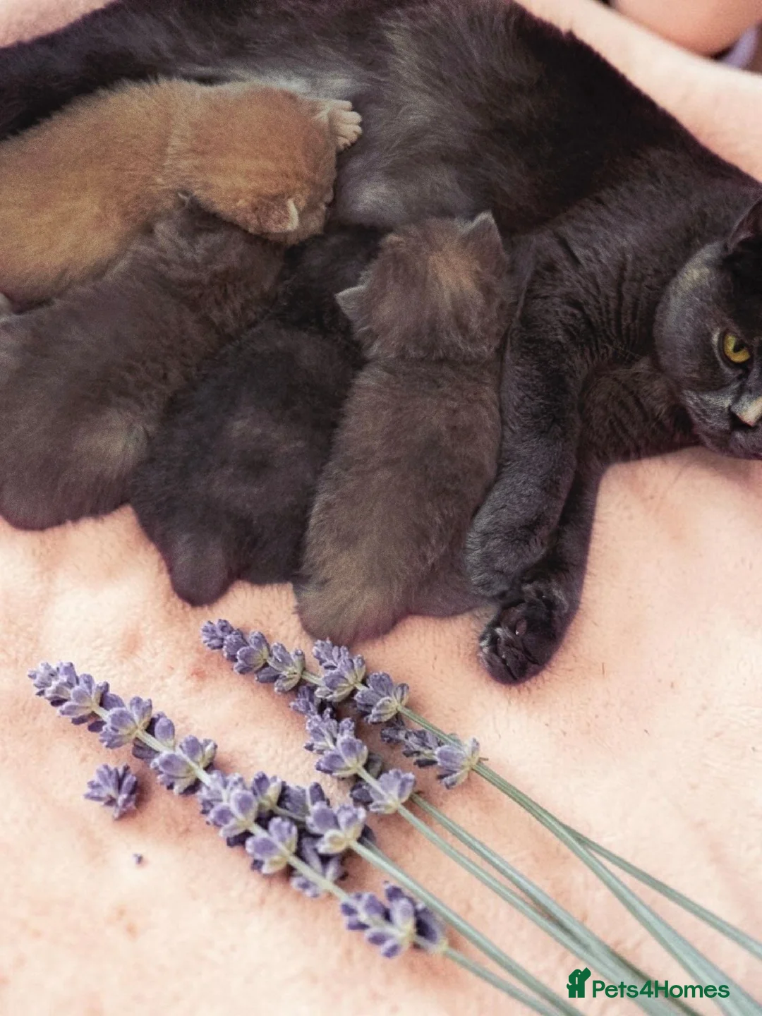 British Shorthair cats for sale: Absolutely beautiful kittens looking forever homes - Advert 2