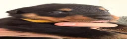 Rottweiler dogs for sale: Beautiful KC Rottweiler Pups for sale Essex £1500 - Advert 5