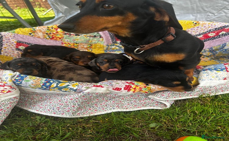 Miniature Dachshund dogs - Advert 1