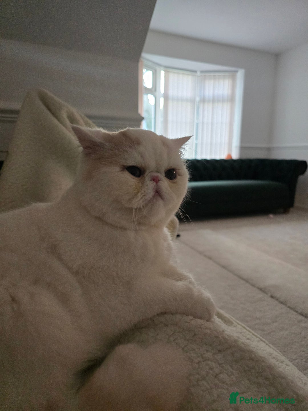 Exotic cats for sale: Stunning Rare Cream Van ESH Male - Image 20