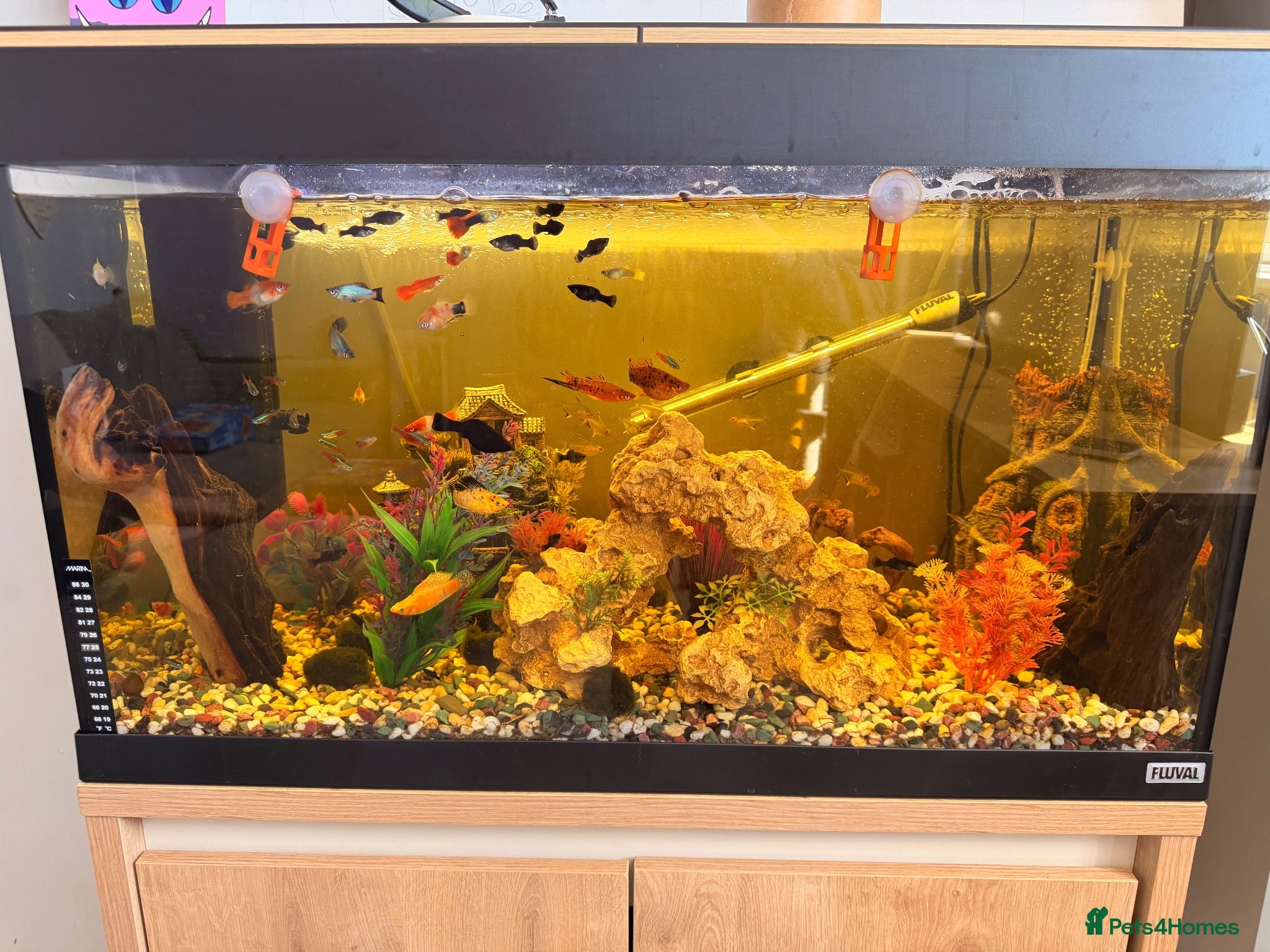 Plecos fish Fluval 125L Aquarium & Oak Cabinet + Extras - Advert 17