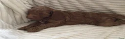 Cockapoo dogs for sale: Beautiful f2 cockapoo puppies - Advert 4