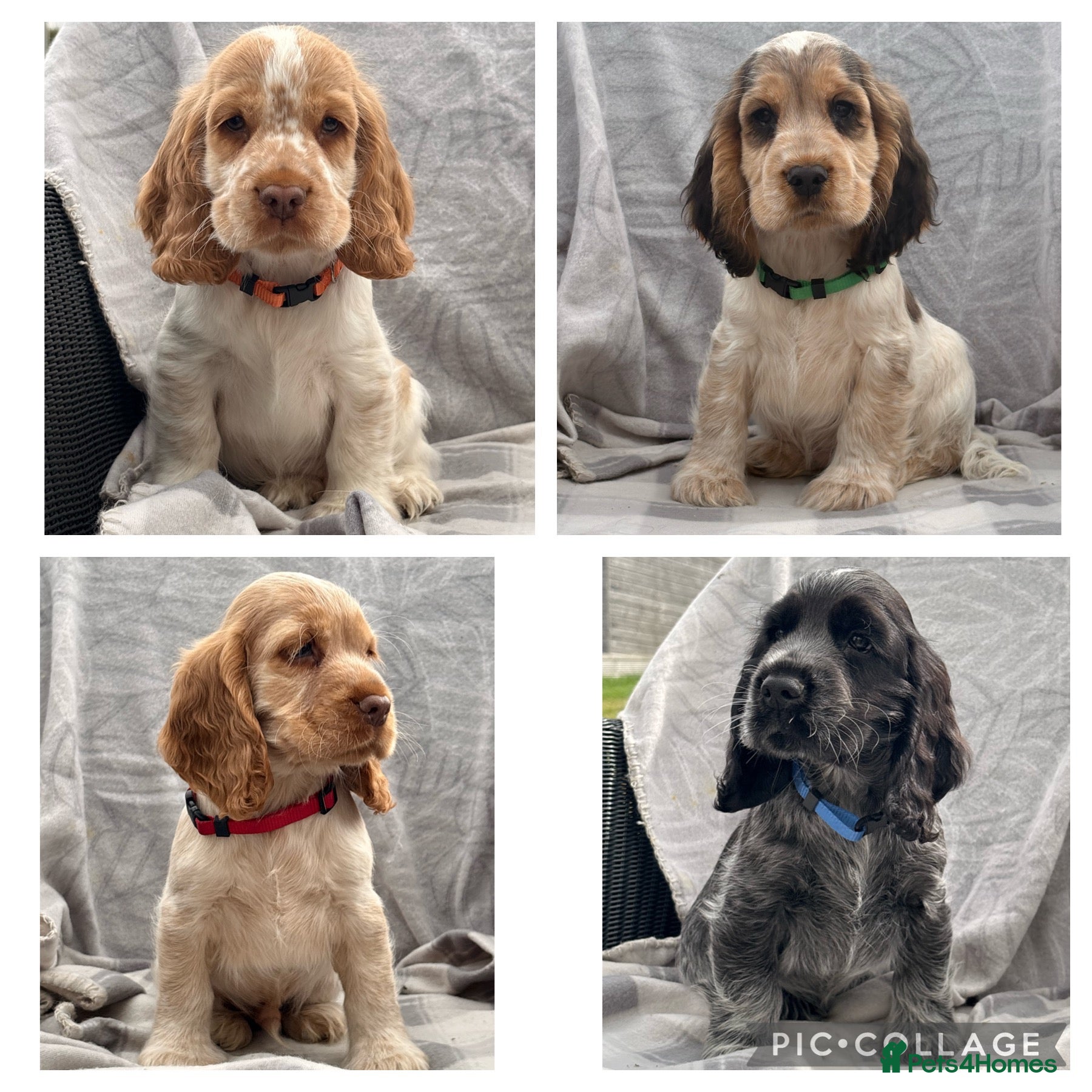 Cocker Spaniel dogs KC registered Show Type Cocker Spaniel DNA Tested - Advert 2