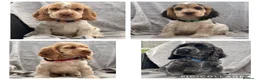Cocker Spaniel dogs for sale: KC registered Show Type Cocker Spaniel DNA Tested - Advert 2