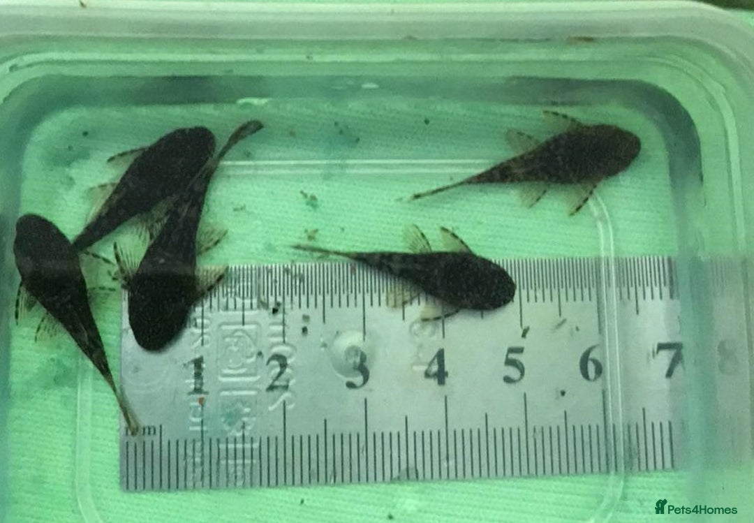 Plecos fish for sale: L144 Blue Eyed Bristlenose Pleco size 3 cm - Image 21