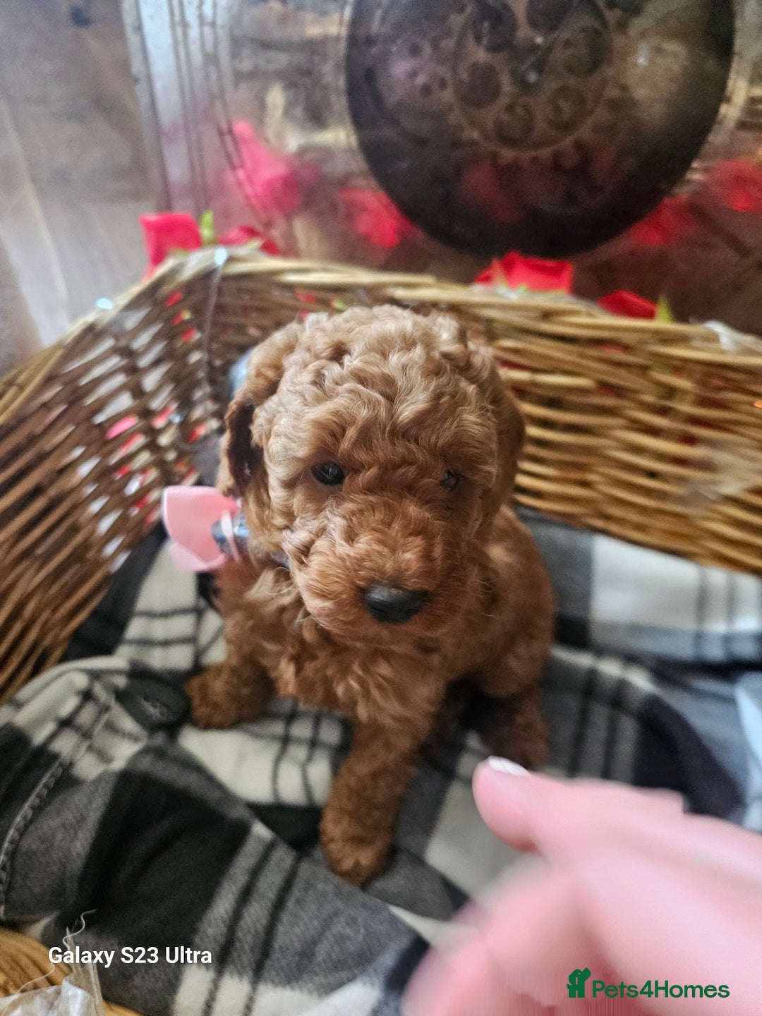 Miniature Poodle dogs for sale: Kc reg outstanding miniature Poodles in Stourbridge - Image 24