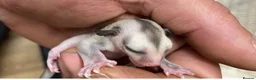 Sugar Glider rodents for sale: Mosaic male and grey female both het creamino - Advert 5
