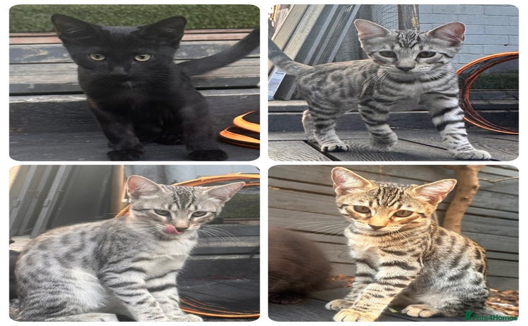 Savannah cats - Advert 1