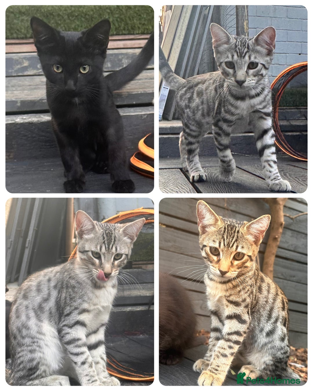 Savannah cats for sale: African bloodline, savanna kittens - Image 1