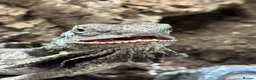 Lizard reptiles for sale: Indo/aussie frilled lizard  in Liverpool - Advert 2