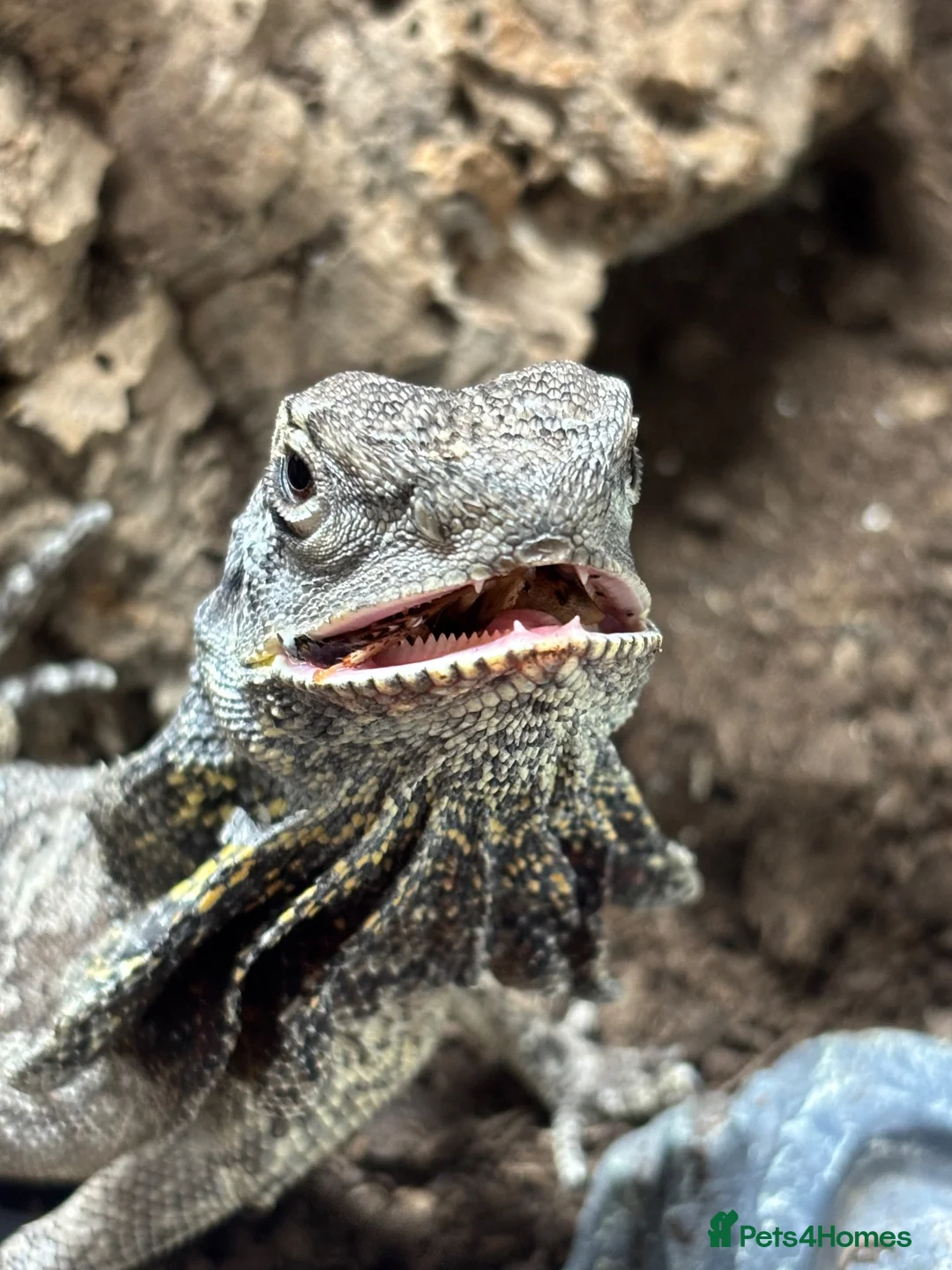 Lizard reptiles for sale: Indo/aussie frilled lizard  in Liverpool - Advert 2