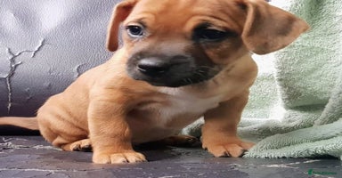 Mixed Breed dogs - Advert 16