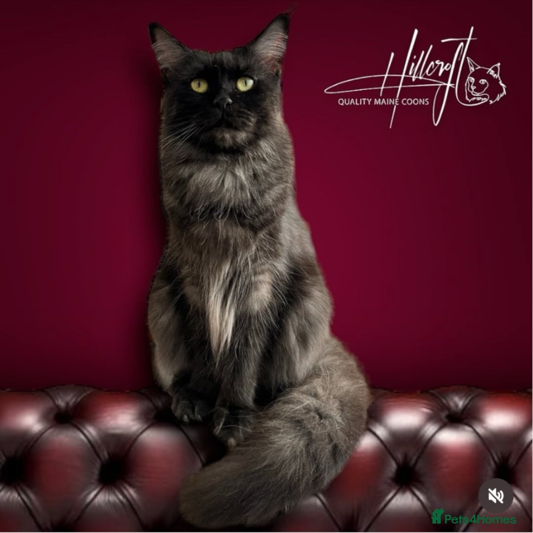 Maine Coon cats for sale: LAST ONE ! XL RUSSIAN MAINE COON KITTENS  in Pontypridd - Image 7