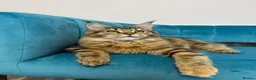 Maine Coon cats for sale: TICA Pedigree Registered Maine Coon Kittens - Advert 19