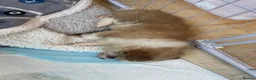 Pomchi dogs for sale: POMCHI PUPPIES FOR SALE - Advert 4