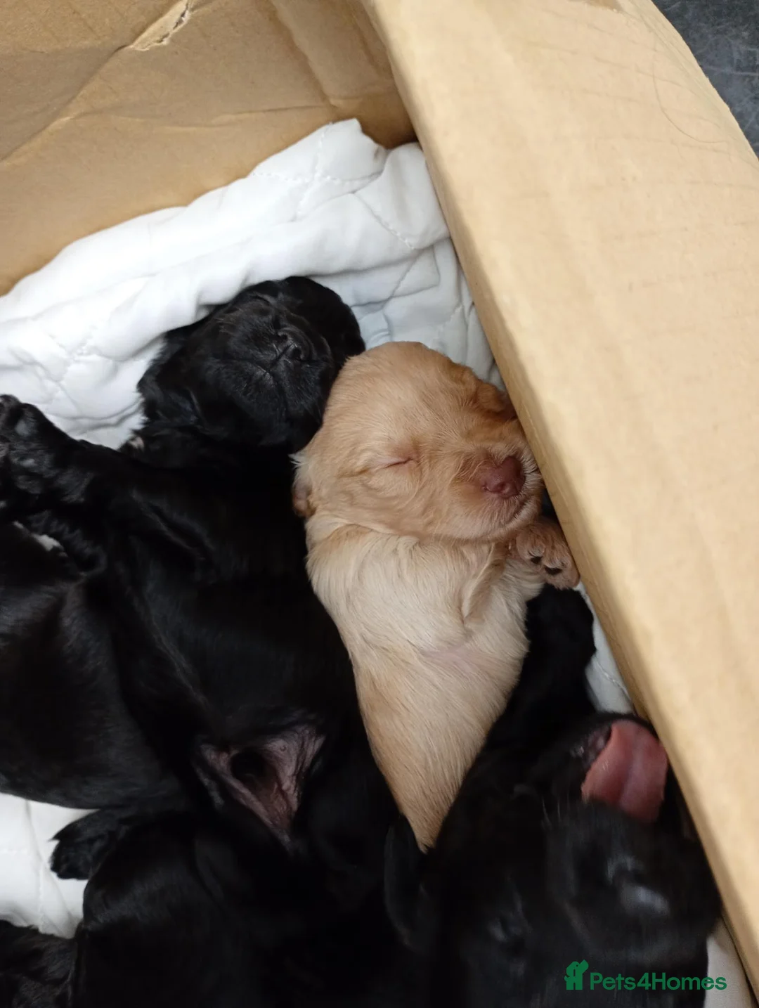 Cockapoo dogs for sale: Cockapoo pups READY 6TH NOVEMBER  - Advert 16